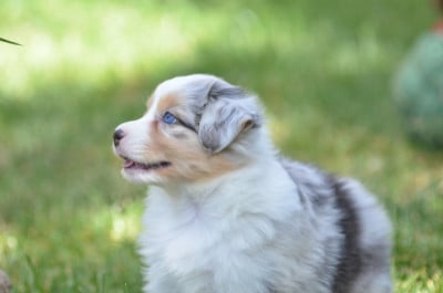 Les chiots de Berger Australien