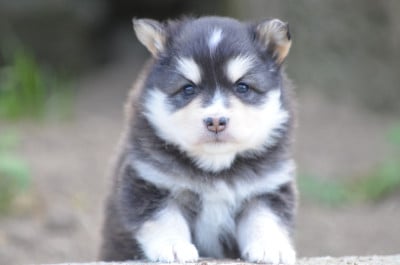 Les chiots de Chien finnois de Laponie