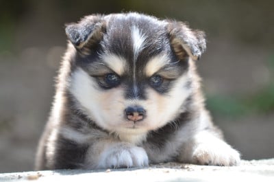 Les chiots de Chien finnois de Laponie