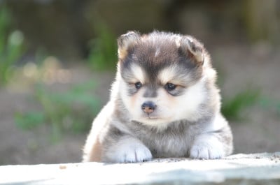 Les chiots de Chien finnois de Laponie