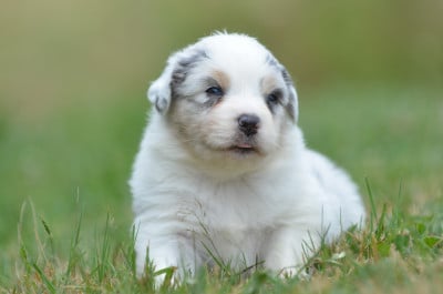 Les chiots de Berger Australien
