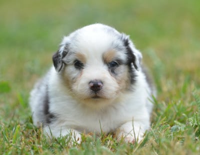 Les chiots de Berger Australien
