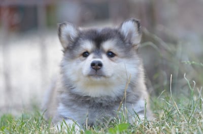 Les chiots de Chien finnois de Laponie