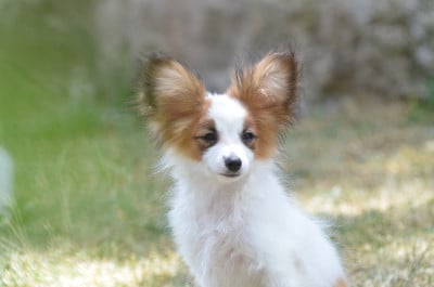 Les chiots de Epagneul nain Continental (Papillon)
