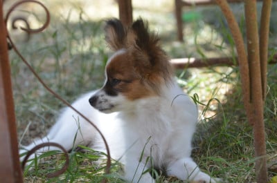 Les chiots de Epagneul nain Continental (Papillon)