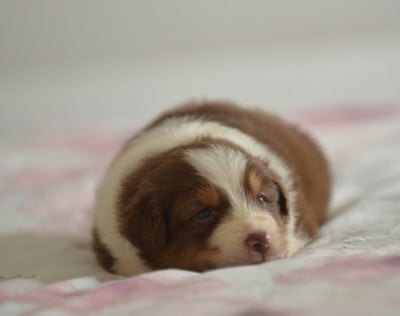 Les chiots de Berger Australien