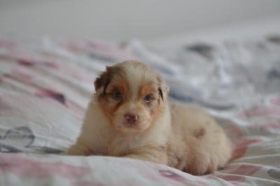 Les chiots de Berger Australien
