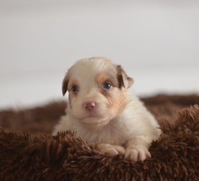Les chiots de Berger Australien