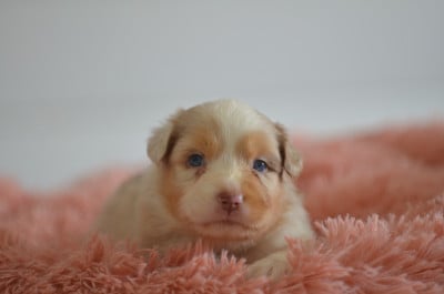 Les chiots de Berger Australien