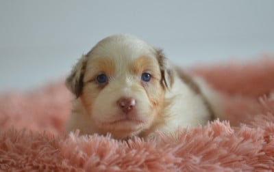 Les chiots de Berger Australien