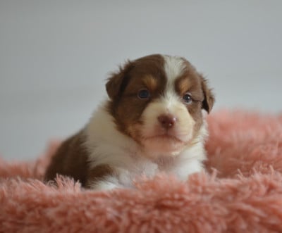 Les chiots de Berger Australien