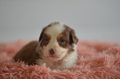 Les chiots de Berger Australien