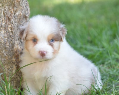 Les chiots de Berger Australien
