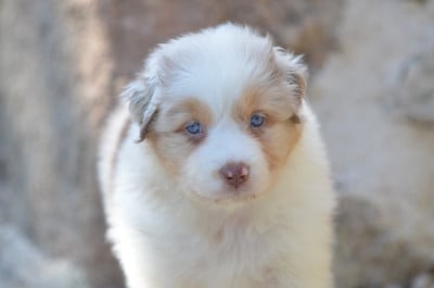 Les chiots de Berger Australien