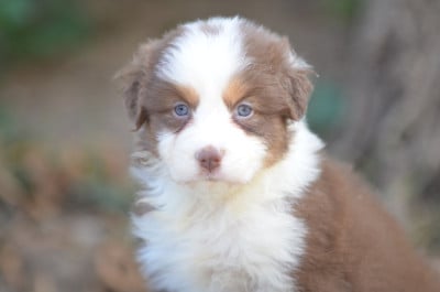 Les chiots de Berger Australien