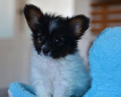 Les chiots de Epagneul nain Continental (Papillon)