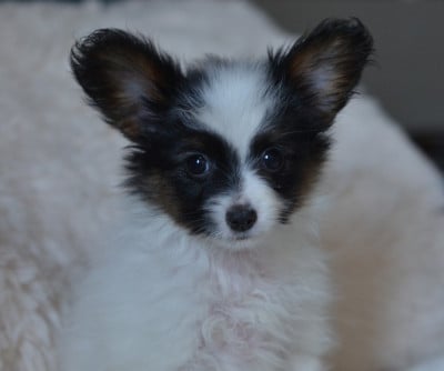 Les chiots de Epagneul nain Continental (Papillon)