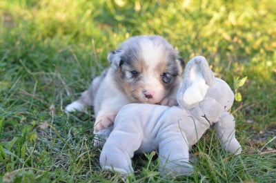 Les chiots de Berger Australien