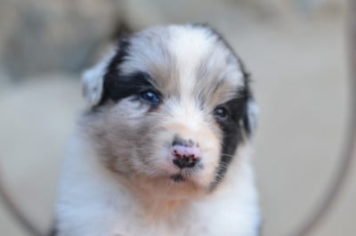 Les chiots de Berger Australien
