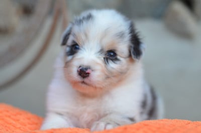 Les chiots de Berger Australien