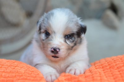 Les chiots de Berger Australien