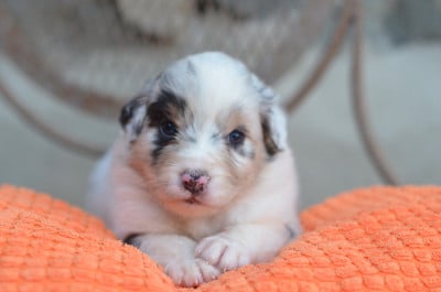 Les chiots de Berger Australien