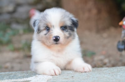 Les chiots de Berger Australien