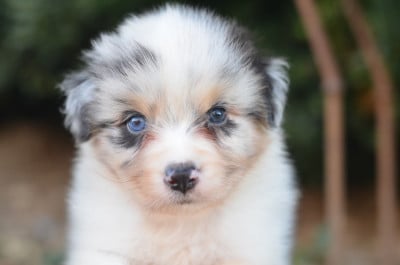 Les chiots de Berger Australien