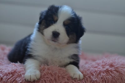Les chiots de Berger Australien