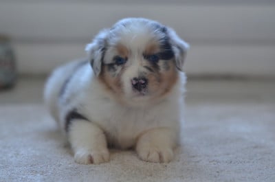 Les chiots de Berger Australien