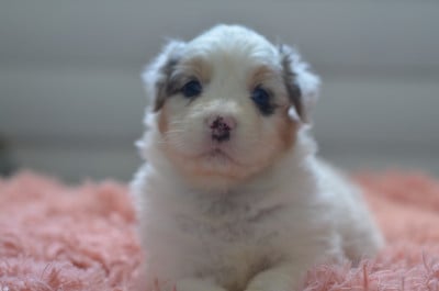 Les chiots de Berger Australien