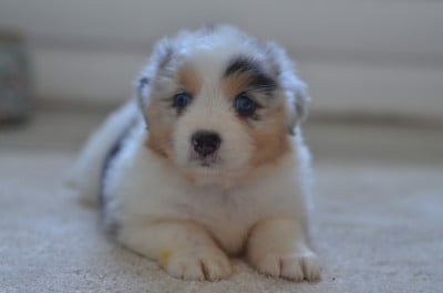 Les chiots de Berger Australien