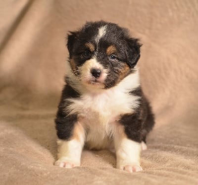 Les chiots de Berger Australien