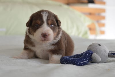 Les chiots de Berger Australien