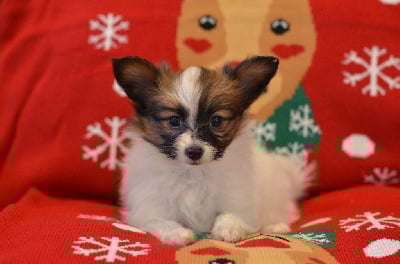 Les chiots de Epagneul nain Continental (Papillon)