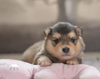 Les chiots de Chien finnois de Laponie