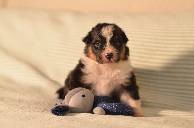 Les chiots de Berger Australien