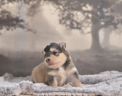 Les chiots de Chien finnois de Laponie