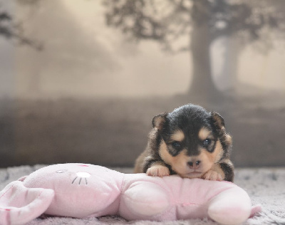 Les chiots de Chien finnois de Laponie