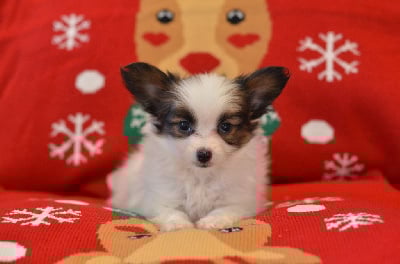 Les chiots de Epagneul nain Continental (Papillon)