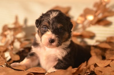 Les chiots de Berger Australien