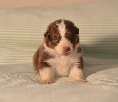 Les chiots de Berger Australien