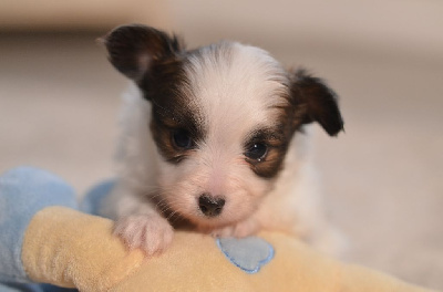 Les chiots de Epagneul nain Continental (Papillon)