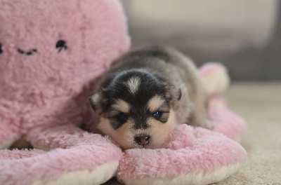 Les chiots de Chien finnois de Laponie