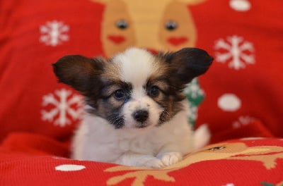 Les chiots de Epagneul nain Continental (Papillon)