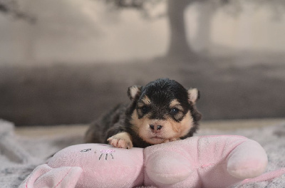 Les chiots de Chien finnois de Laponie