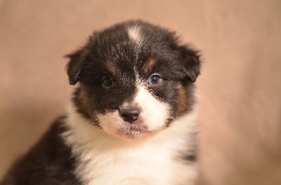 Les chiots de Berger Australien