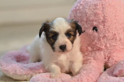 Les chiots de Epagneul nain Continental (Papillon)
