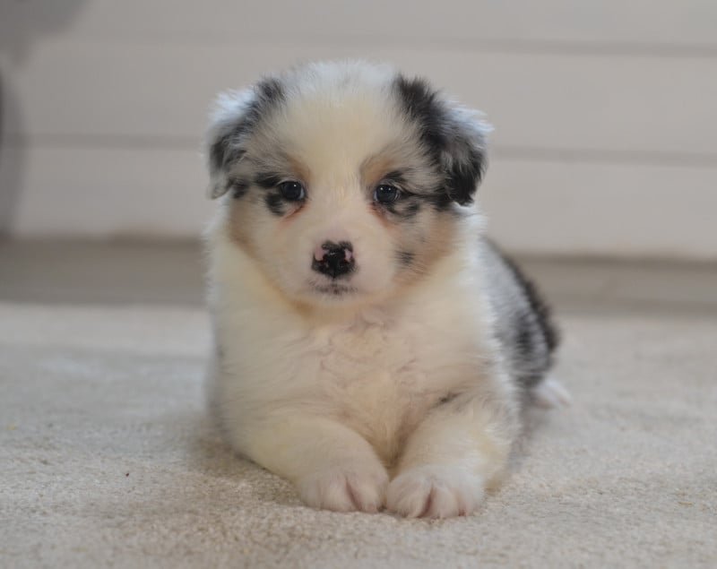 Berger Australien - Opal Aussie