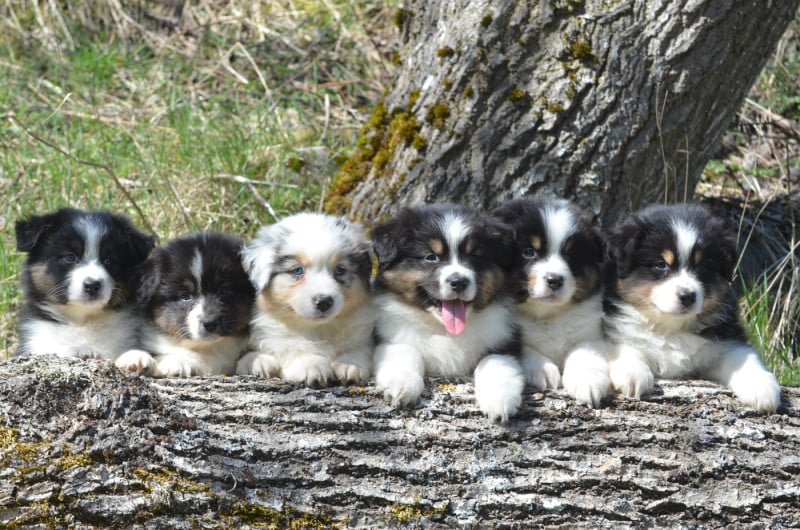 Berger Australien - Opal Aussie